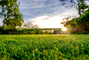 lawn mowing services Adelaide