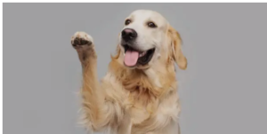 CCL tear in dogs treatment