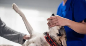 compassionate dog physical therapist near me