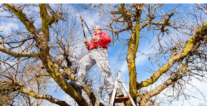 tree loppers