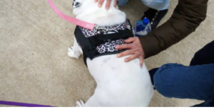 therapy for dogs with hip dysplasia