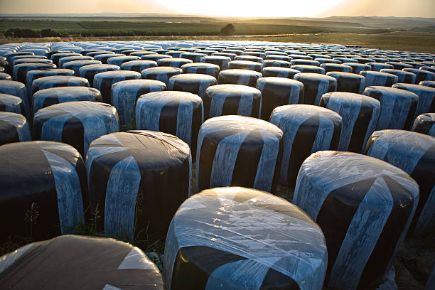 silage film