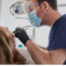 dentist Mount Barker